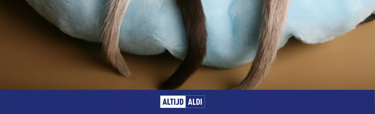 kattenstaart betekenis