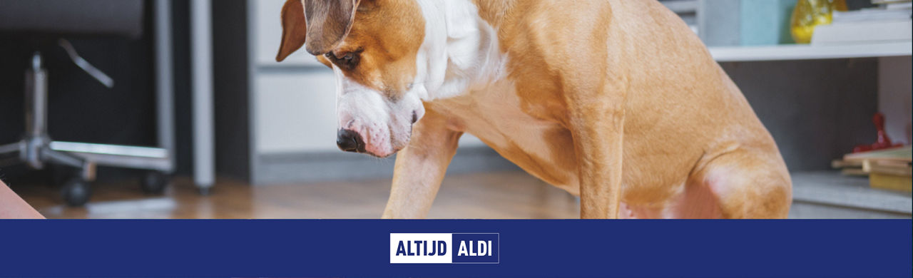 denkspelletjes hond