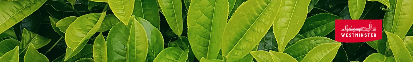 Westminster