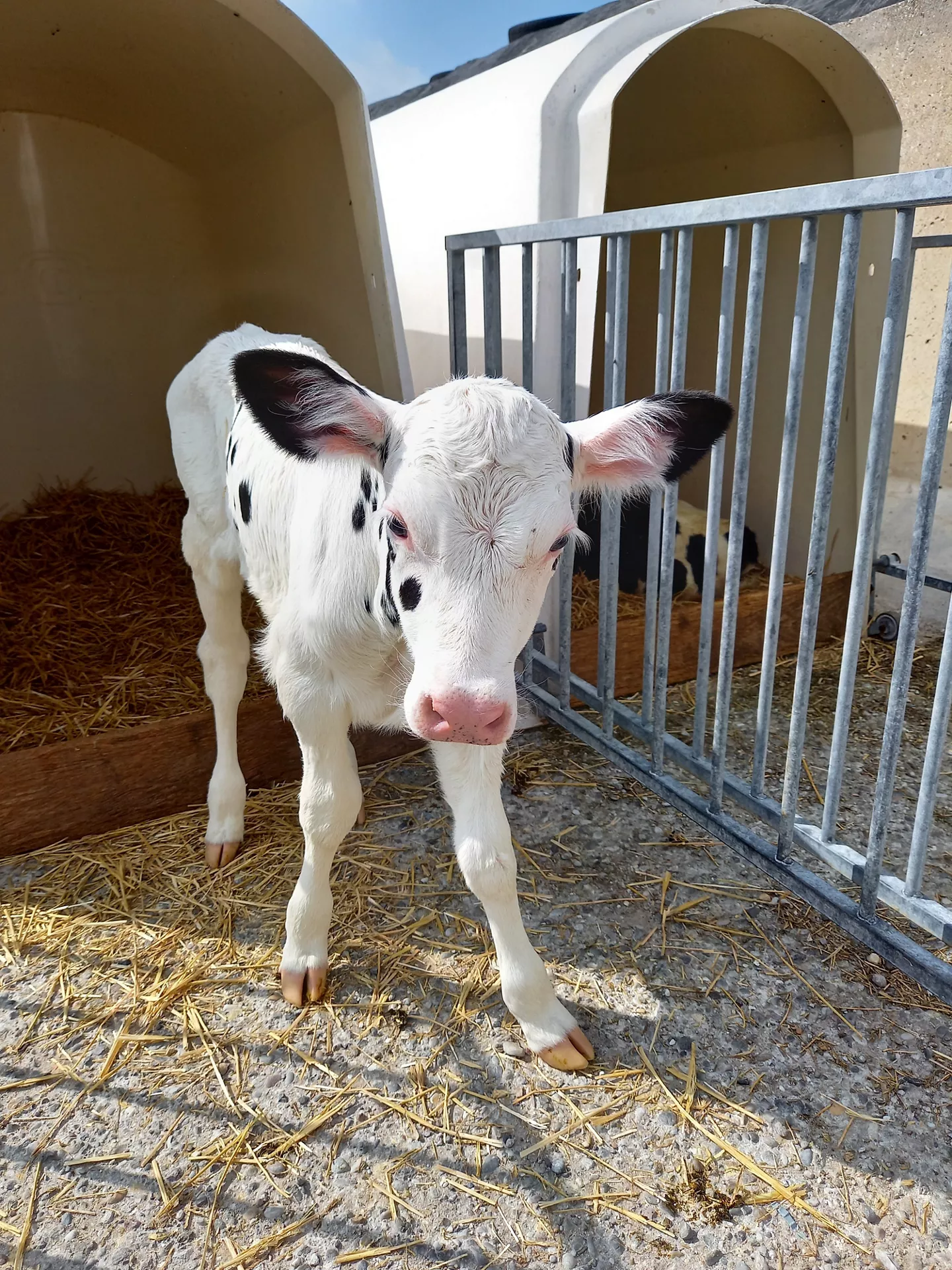 Koeien van een melkveehouderij in het Utrechtse Benschop die hoge kwaliteit zuivel leveren aan ALDI