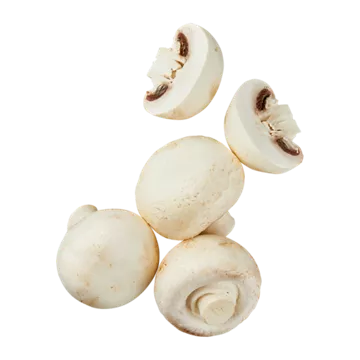 Große Kulturchampignons