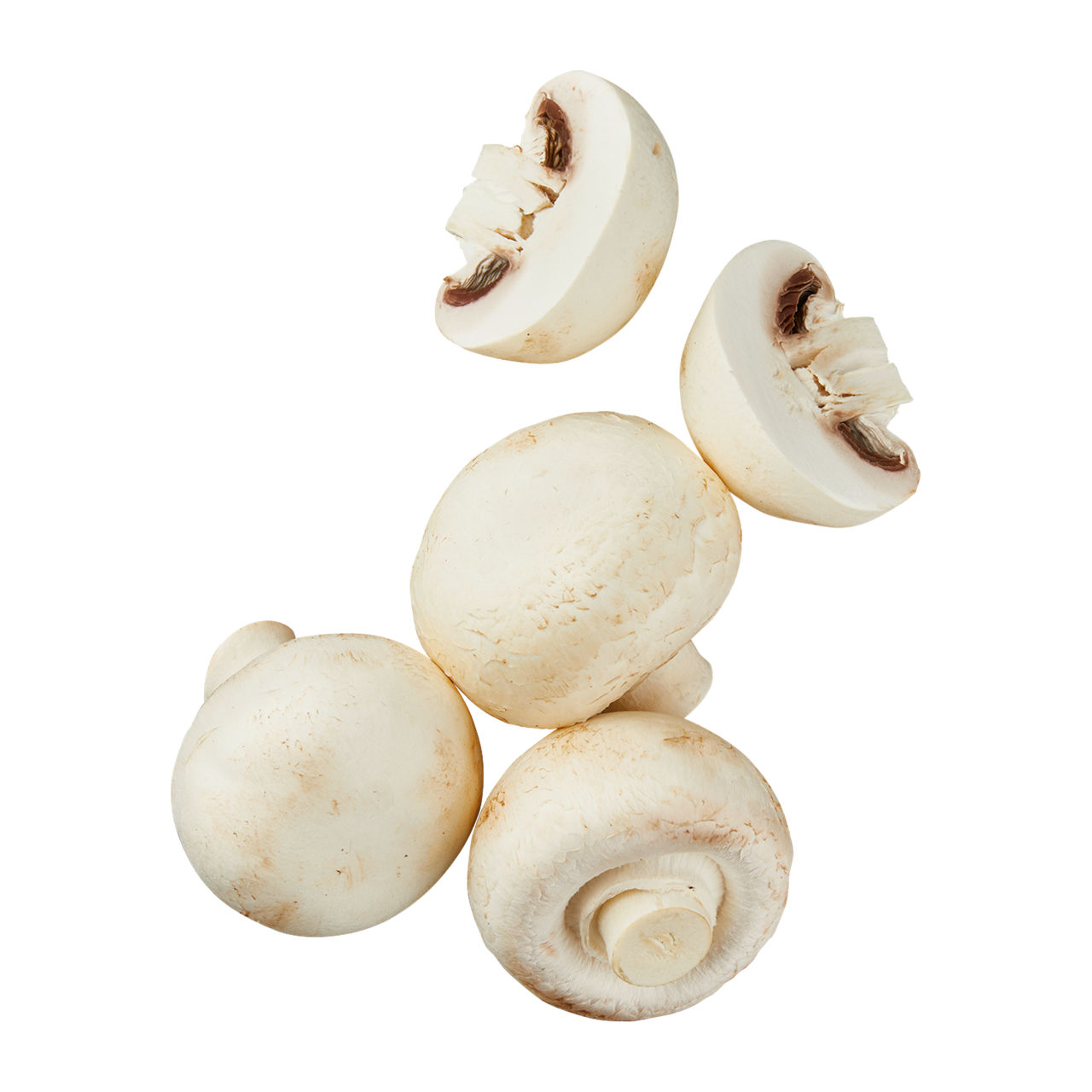 Große Kulturchampignons