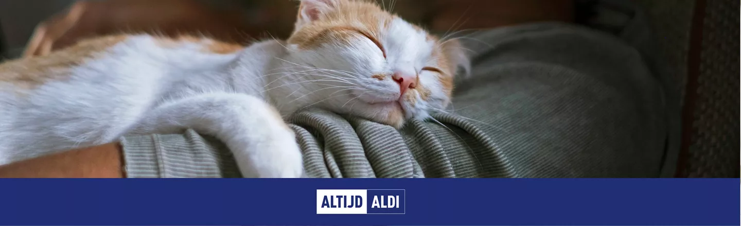 Waarom spinnen katten en houden ze niet van water? Antwoorden op de 5 meest gestelde vragen over katten