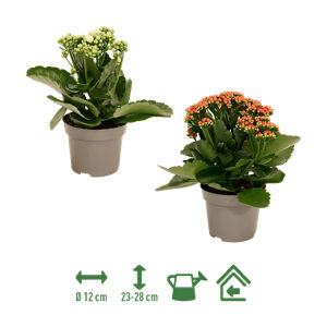 Kalanchoe