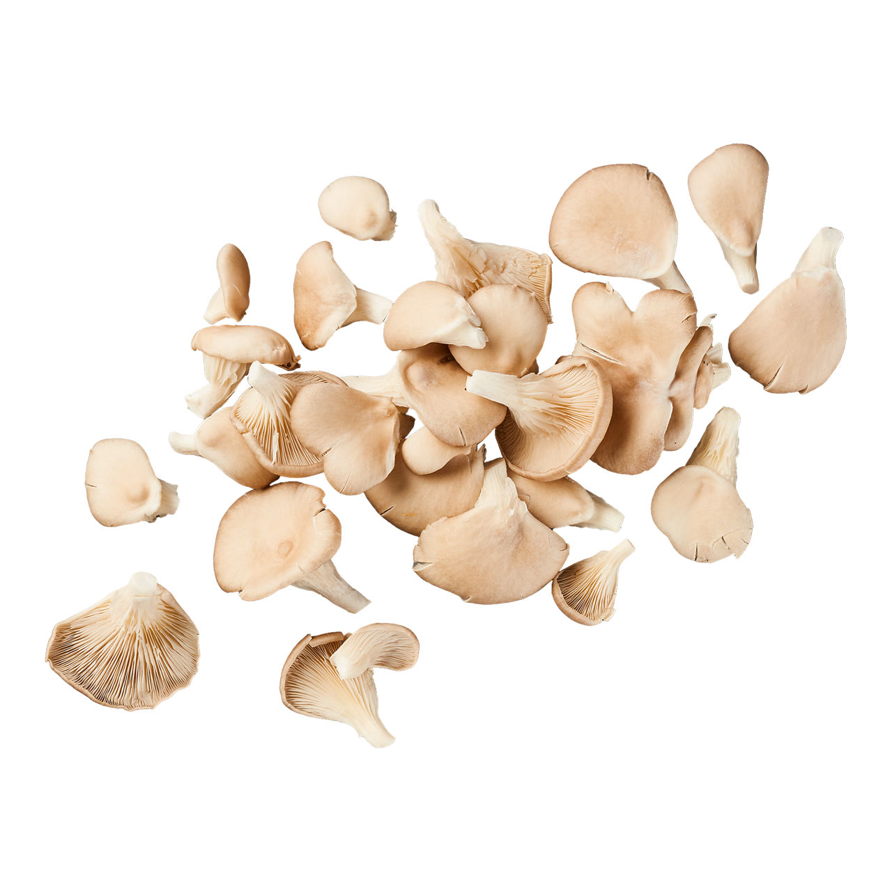Oesterzwammen (500 g)