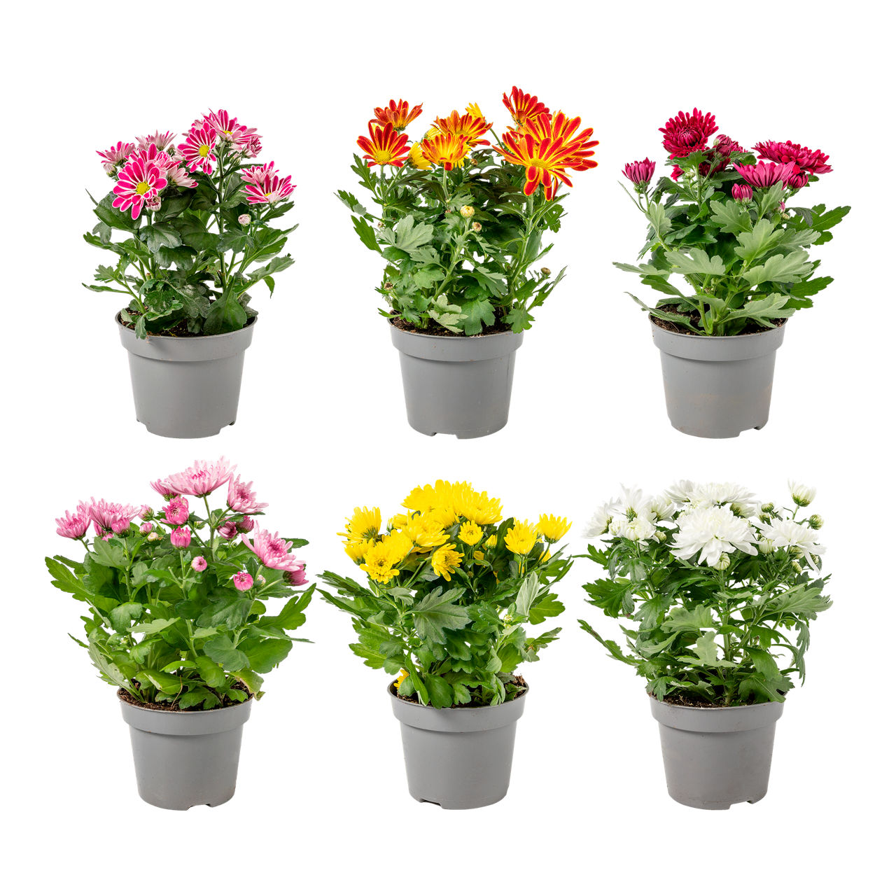 GARDENLINE® Chrysant