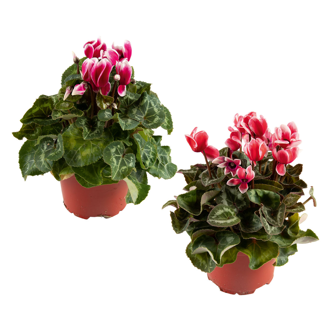 GARDENLINE Cyclamen