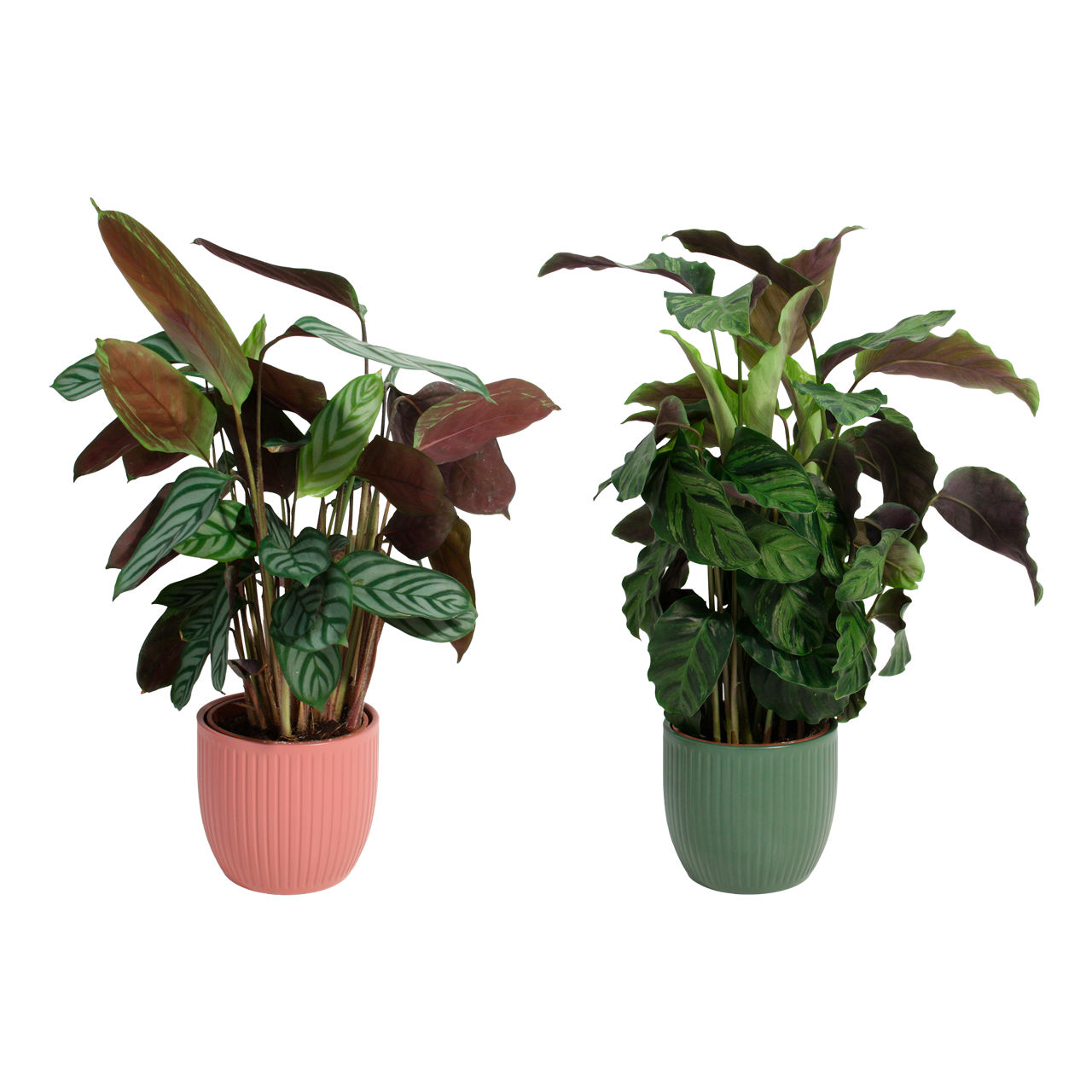 Calatheamix