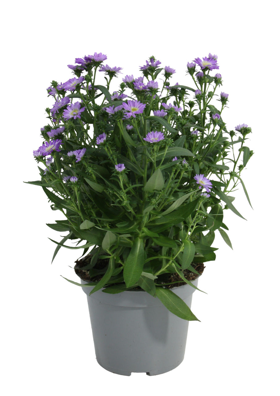 Aster