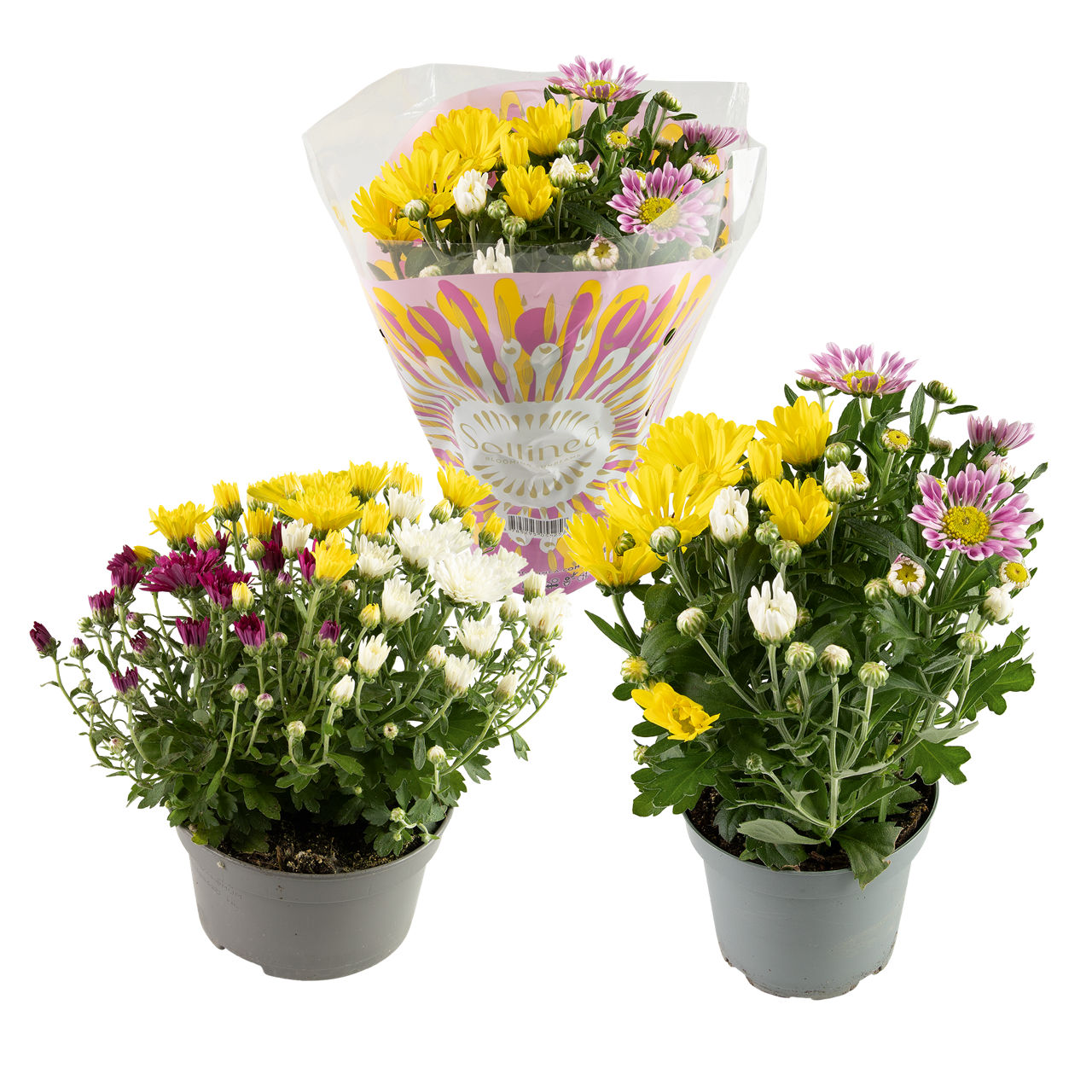 GARDENLINE Chrysantenmix