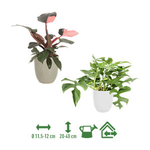 Planta exótica