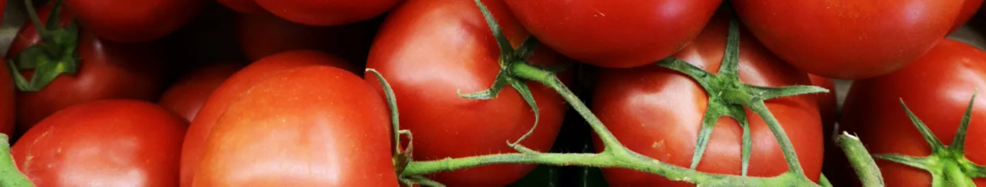 Tomates frescos con tallo con propiedades para la salud