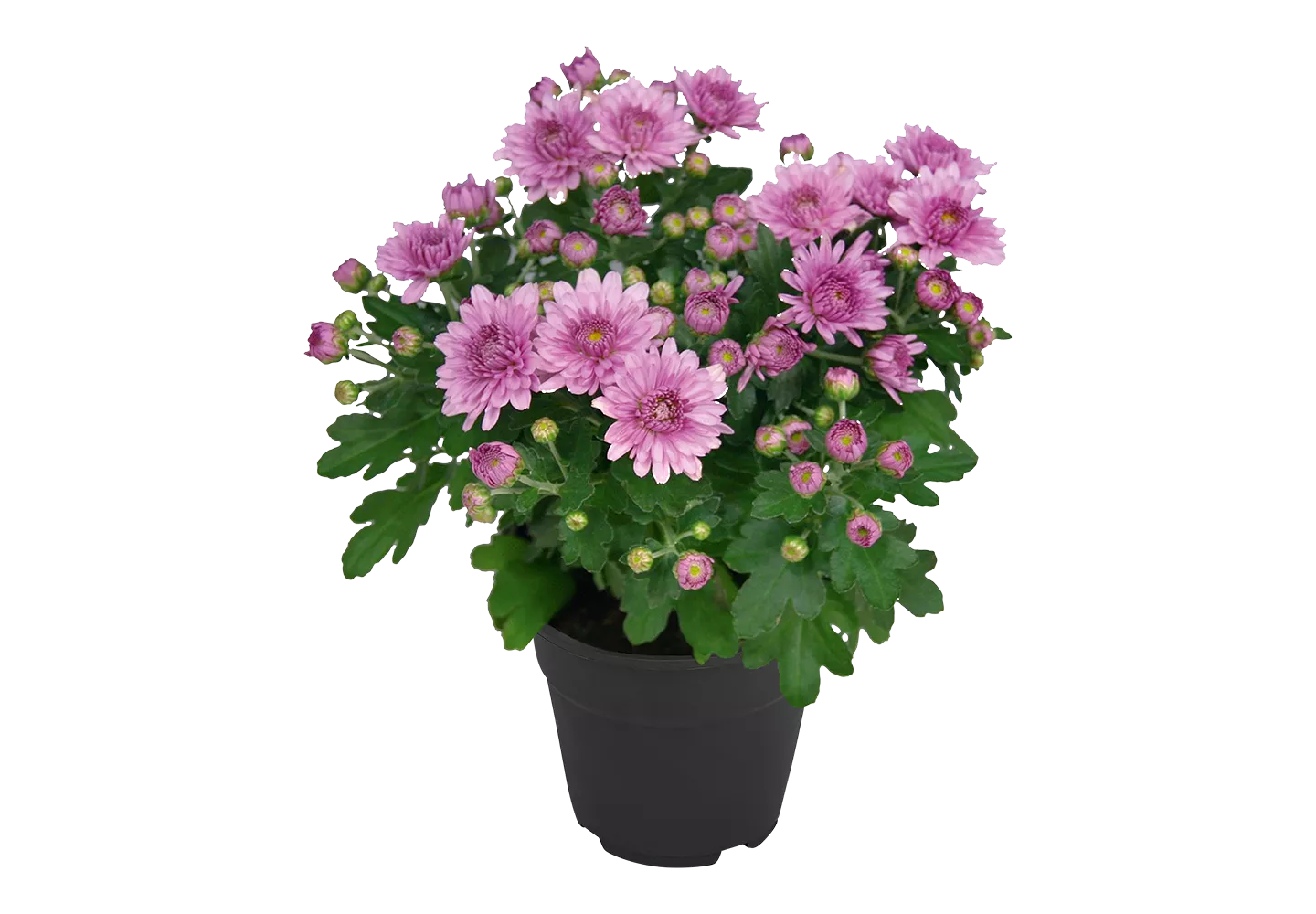 GARDENLINE® Marguerite d'été