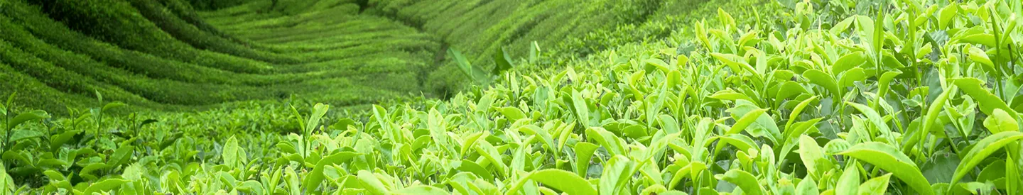 Duurzamere thee bij ALDI supermarkten