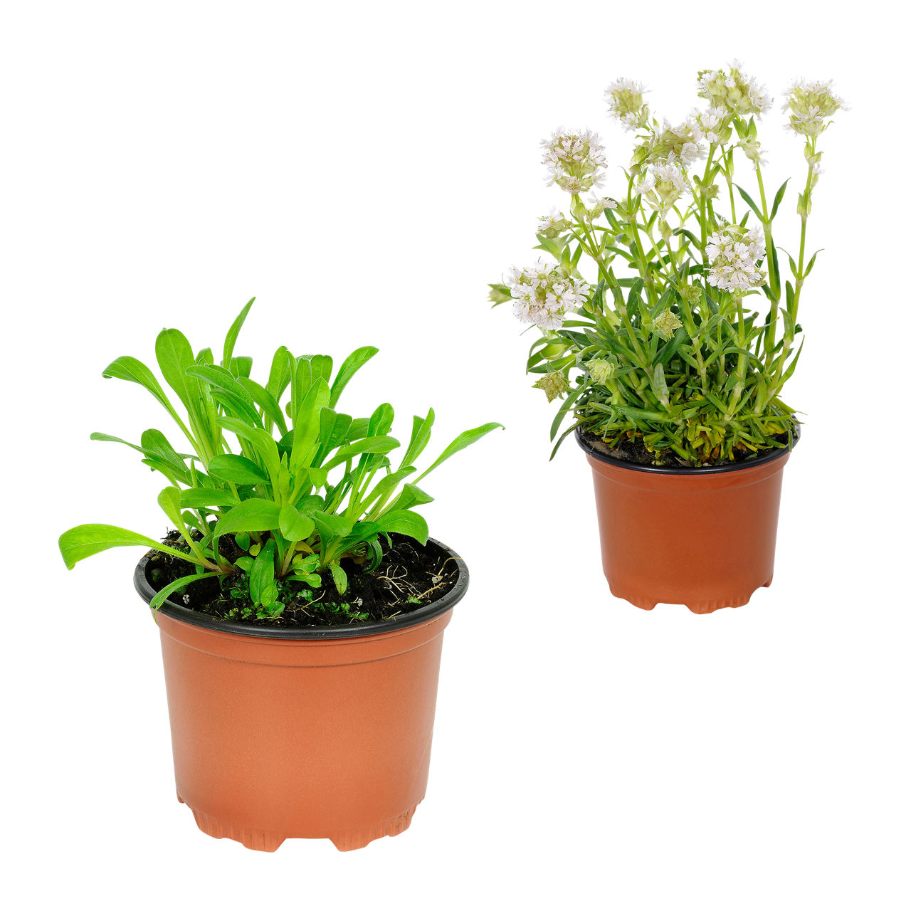  Stauden-Frühjahrssortiment