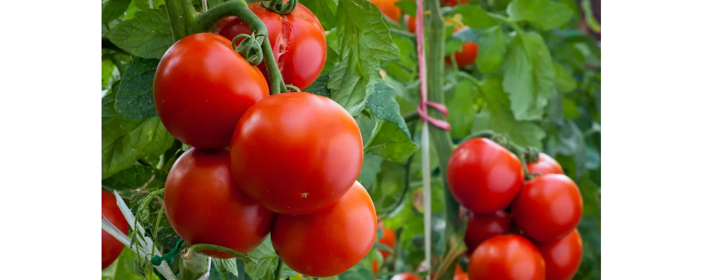 Tipo de tomate en rama