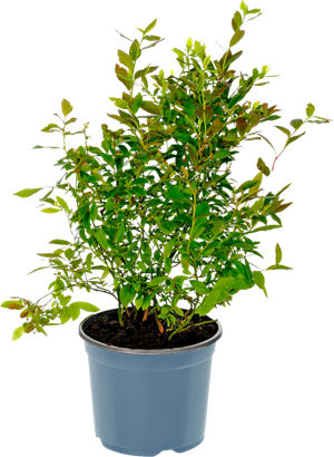Planta de arándano