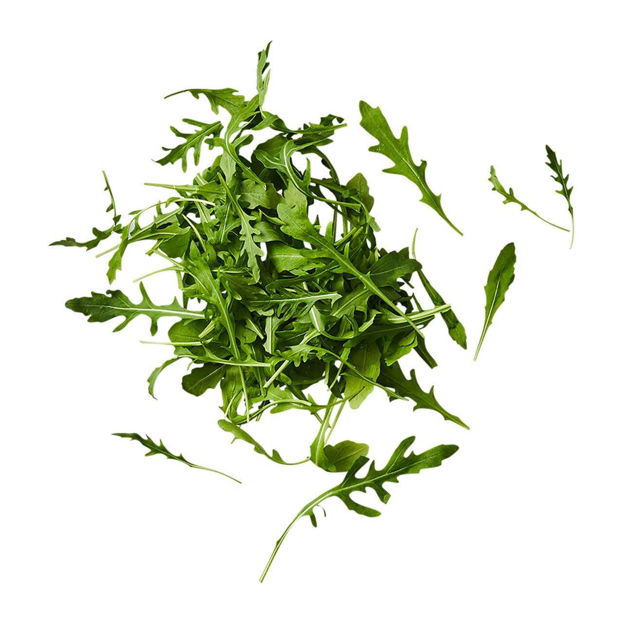  Rucola