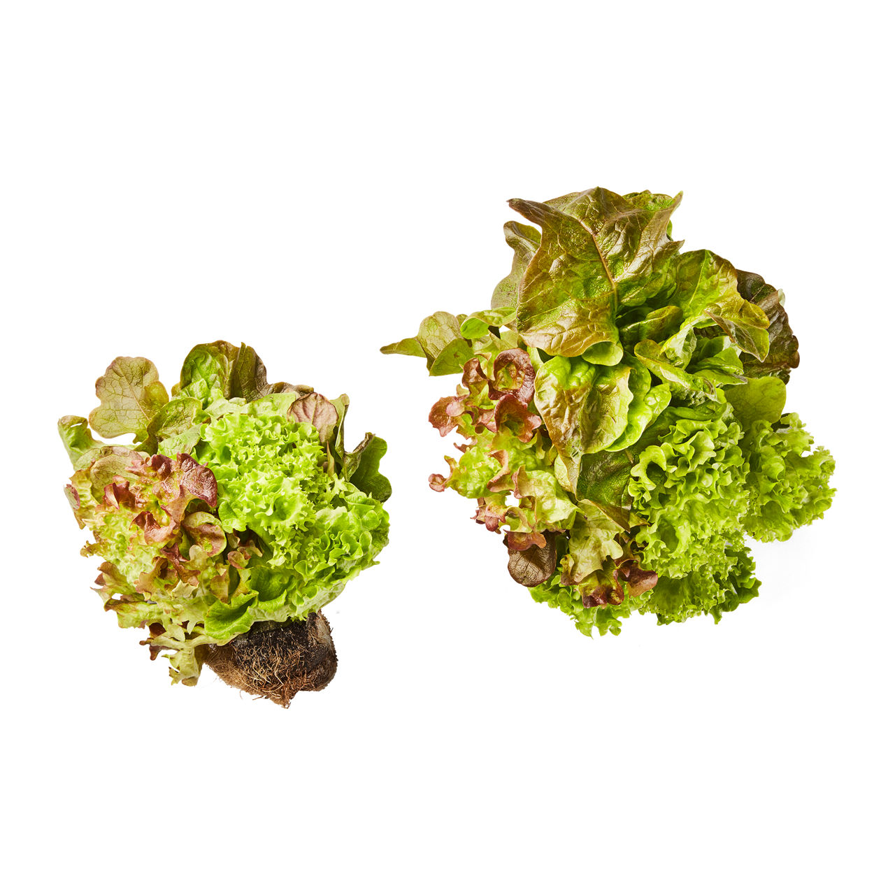  Salat mit Wurzelballen