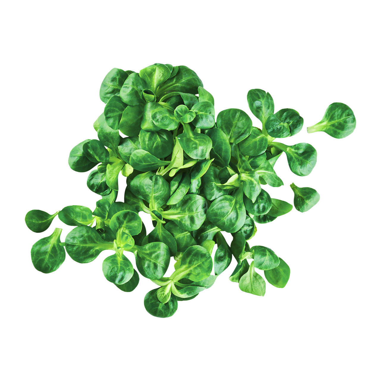  Feldsalat