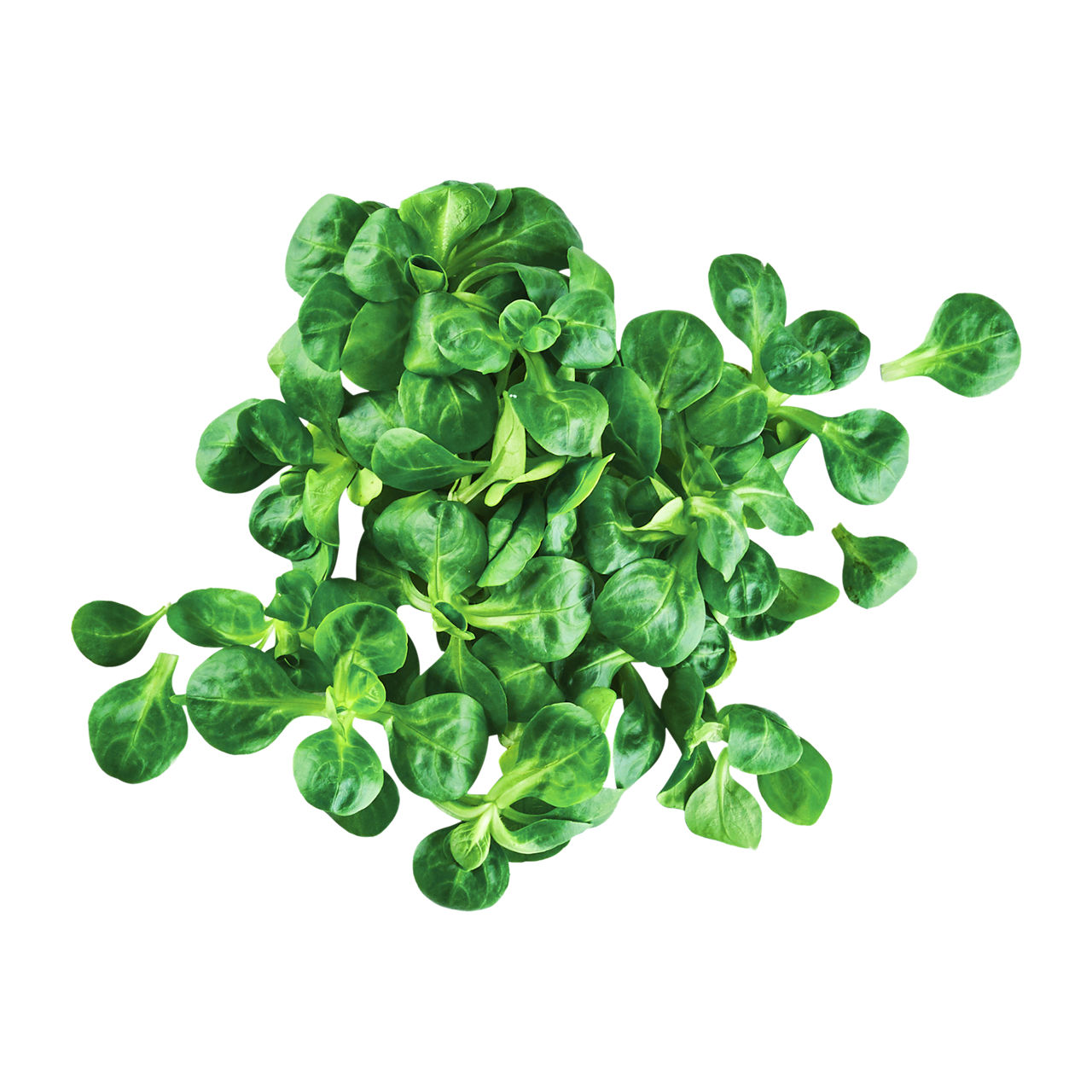  Feldsalat