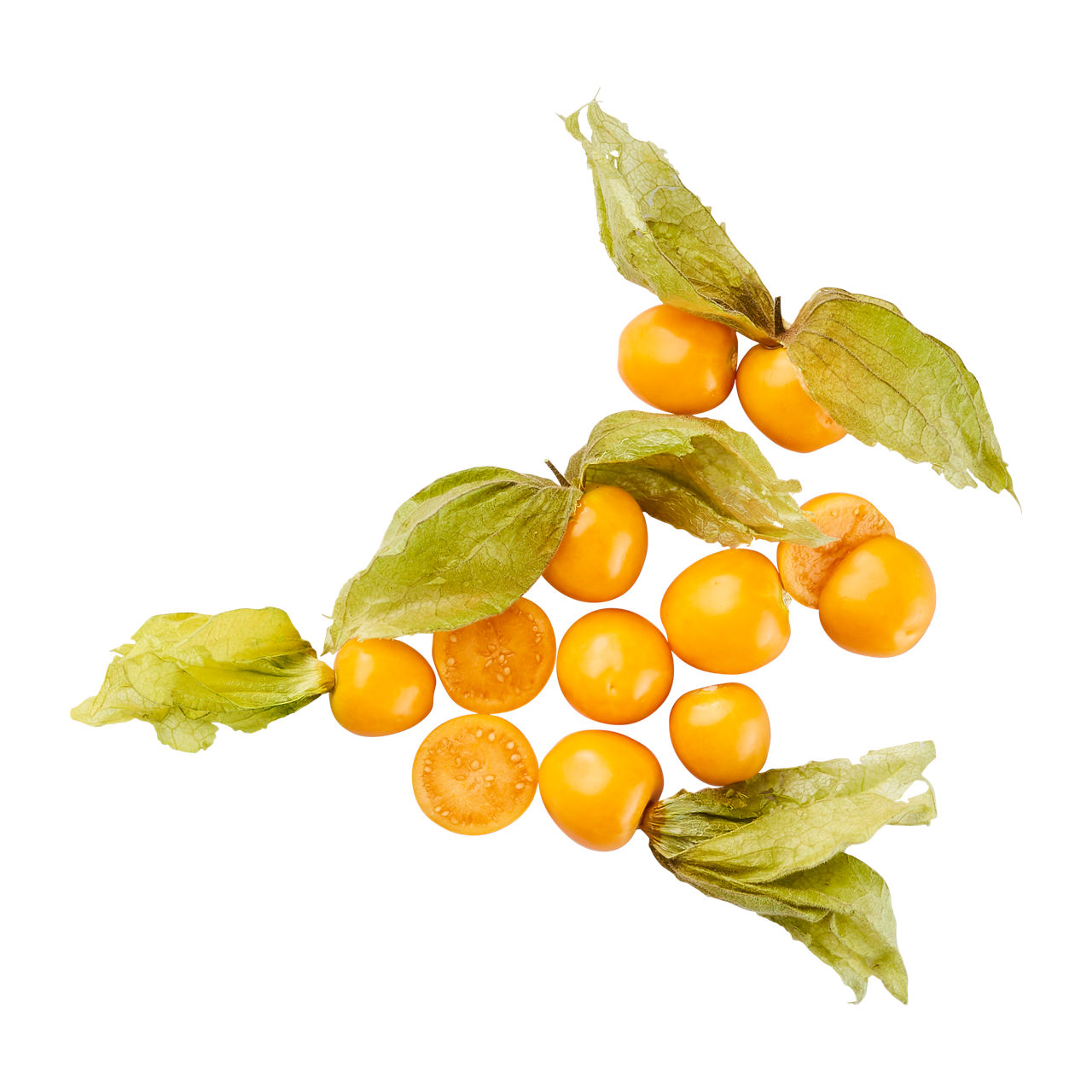  Physalis