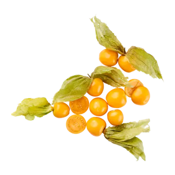 Physalis