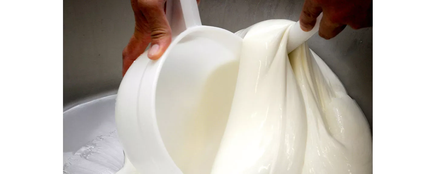 Proceso de elaboración de la mozzarella fresca