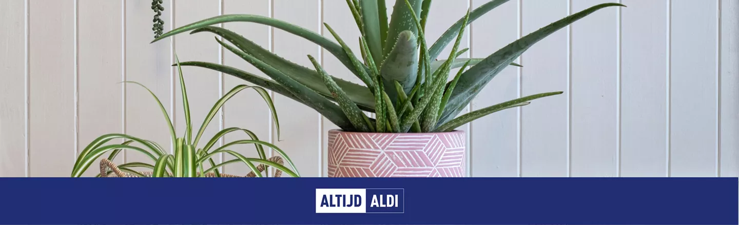 luchtzuiverende planten