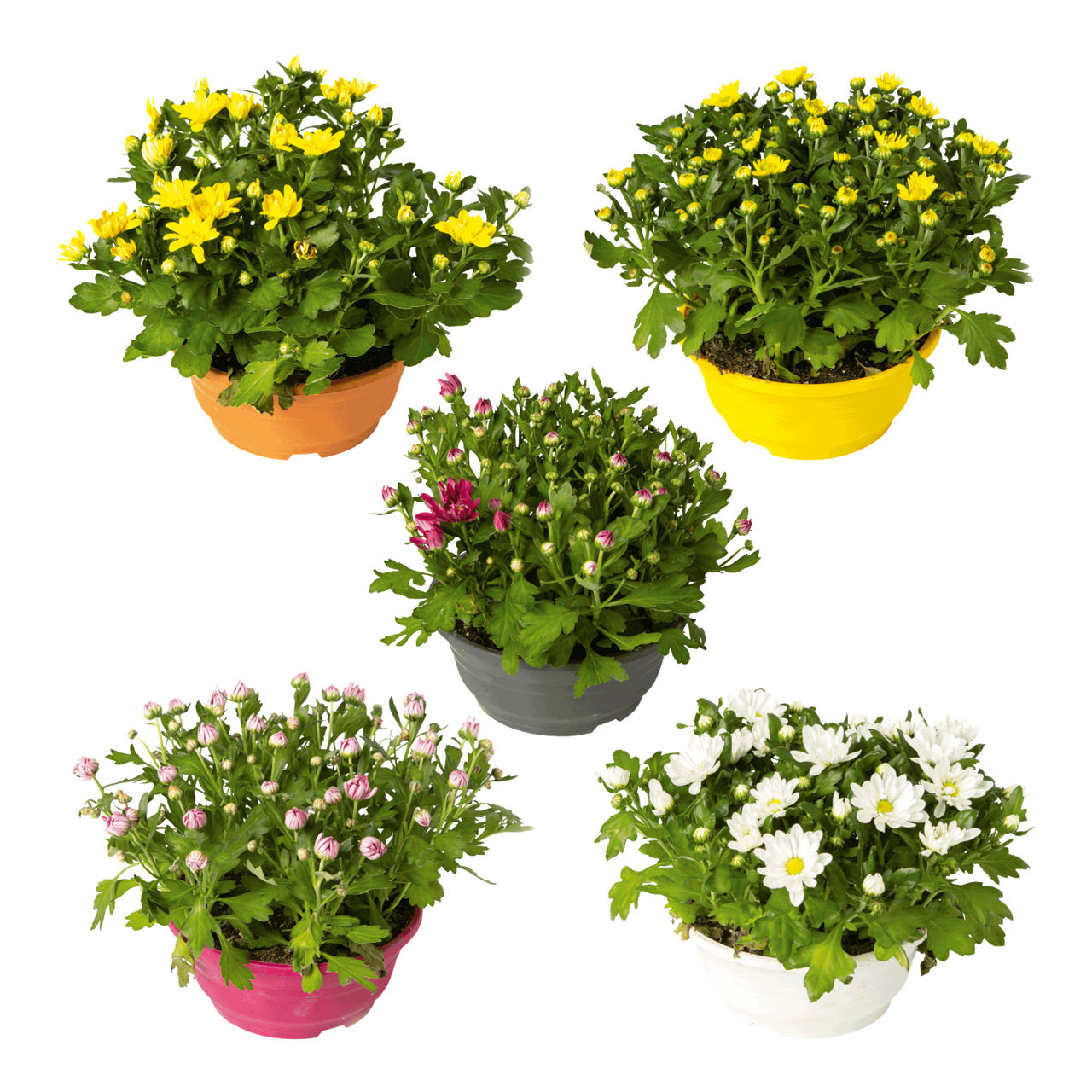 GARDENLINE Chrysant