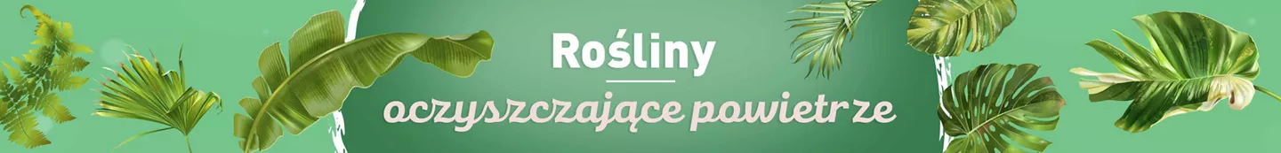 Rośliny oczyszczające powietrze