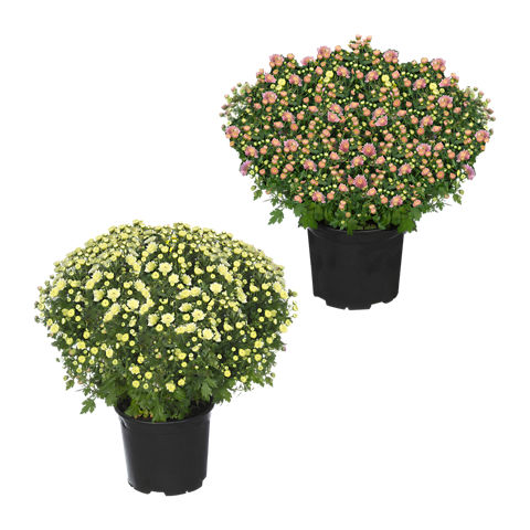 Bauernchrysantheme