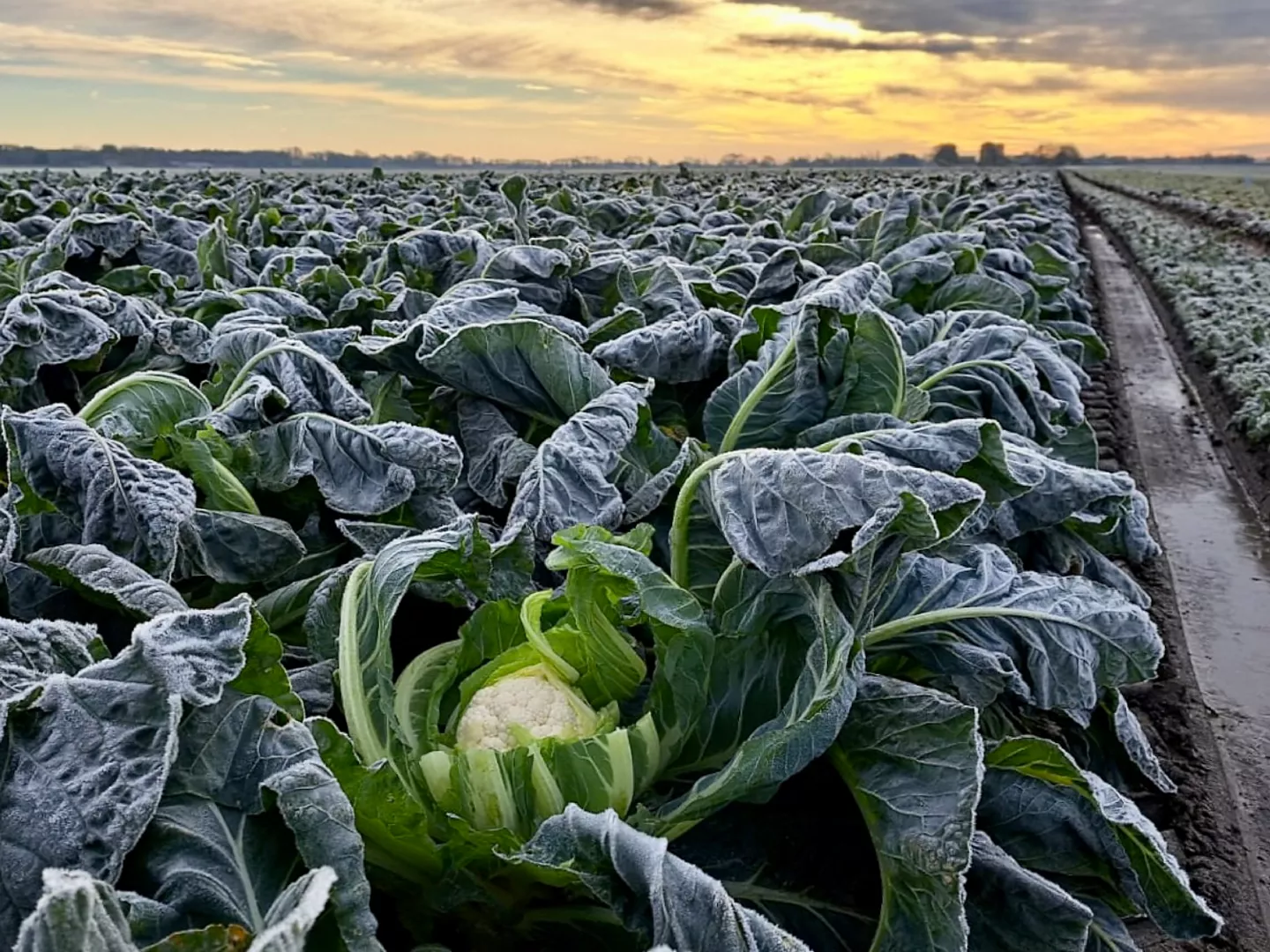 Verse bloemkolen van Hollandse bodem bij ALDI