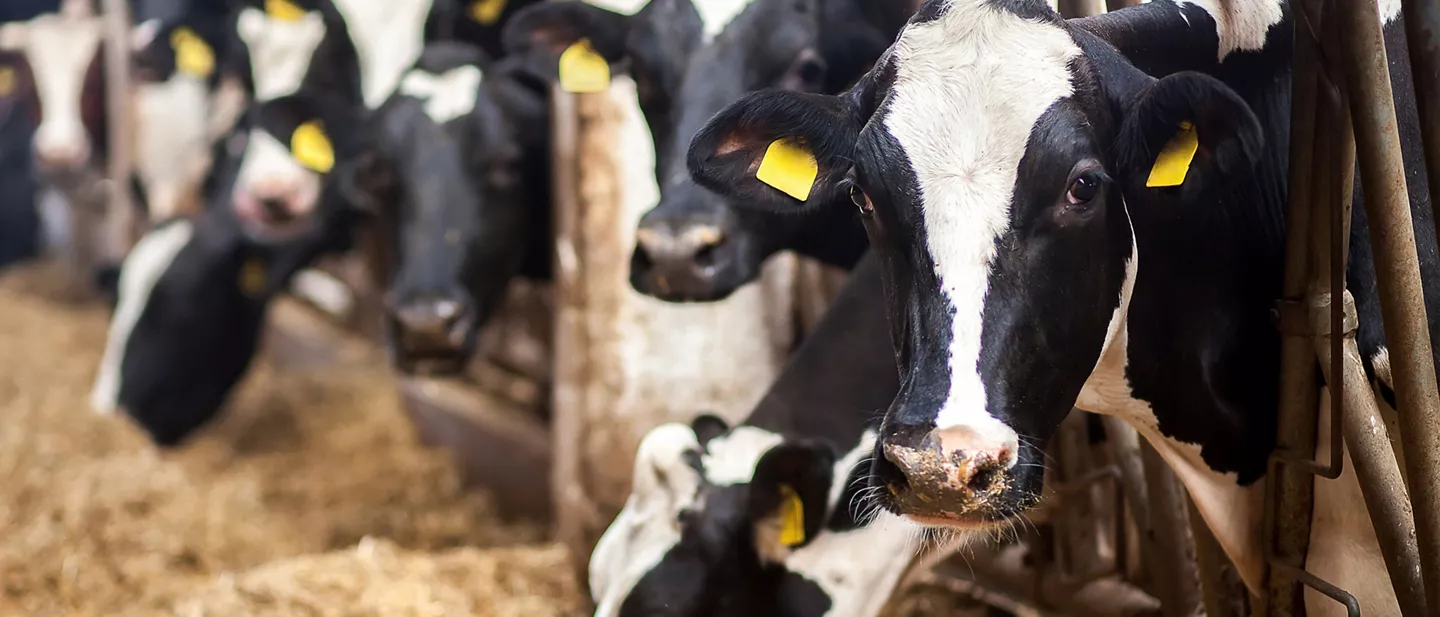 Rundvlees met een Beter Leven keurmerk bij ALDI