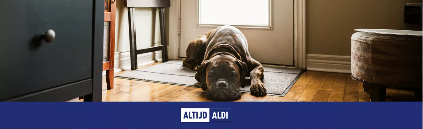 Hoe kun je stress bij honden verminderen? 5 tips