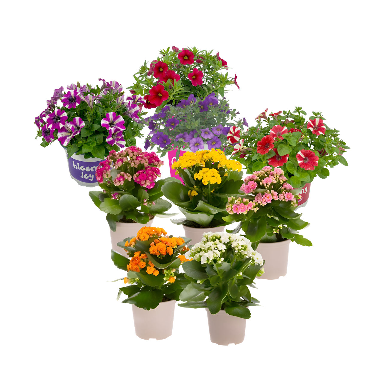 Ka­lan­choë of Calibrachoa