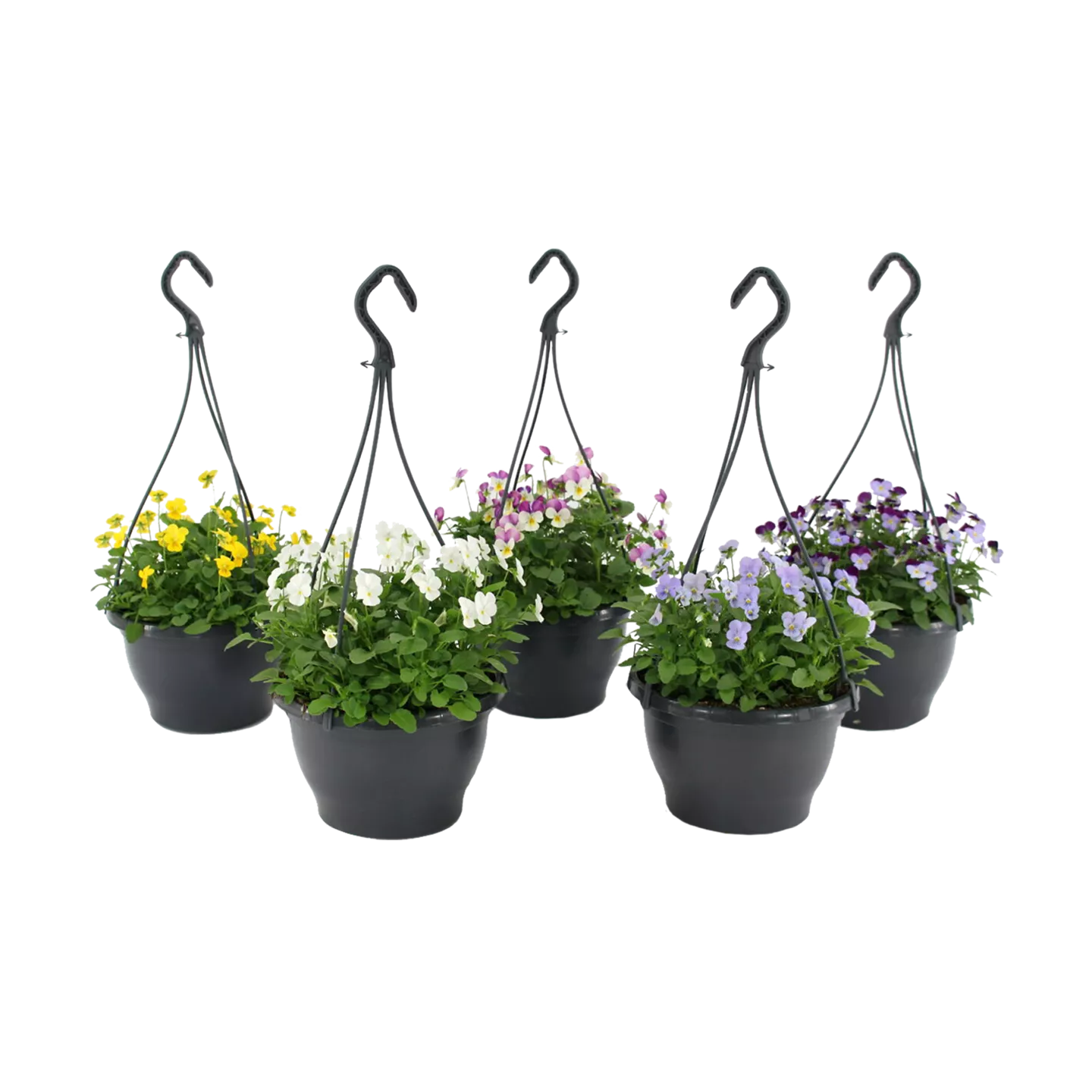 Hang- of stapot violen