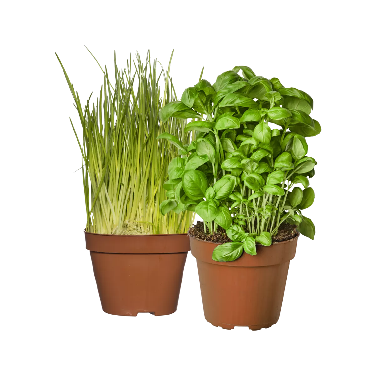 Bieslook of basilicum in pot