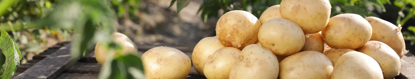 Descubre cómo conservar las patatas de forma óptima | Ideas | ALDI Supermercados