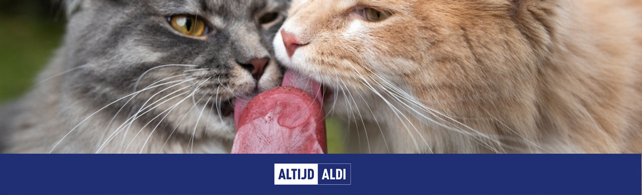 kattenijs