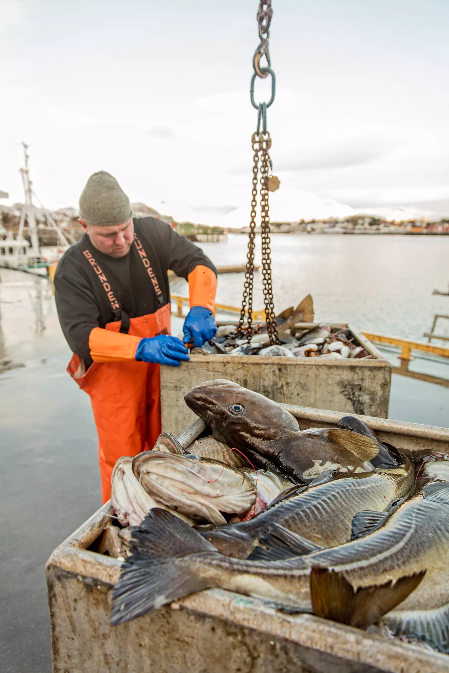 Kabeljauw met MSC of ASC keurmerk bij ALDI