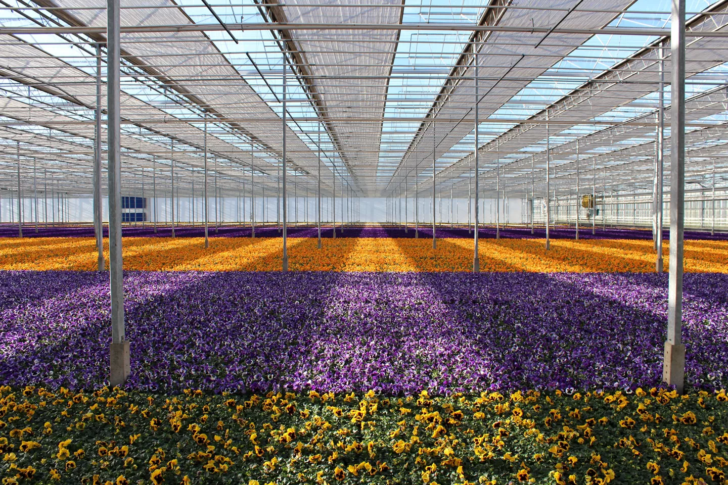 De kas van kwekerij Baas in de Noordoostpolder met duurzame bloemen en planten voor ALDI