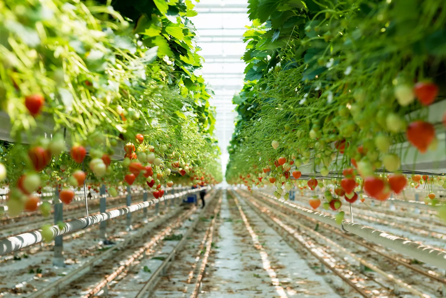 Aardbeien van Hollandse bodem in de kas voor ALDI