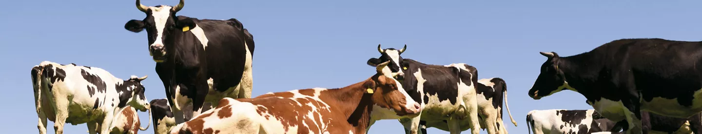 Dierenwelzijn - ALDI Supermarkten