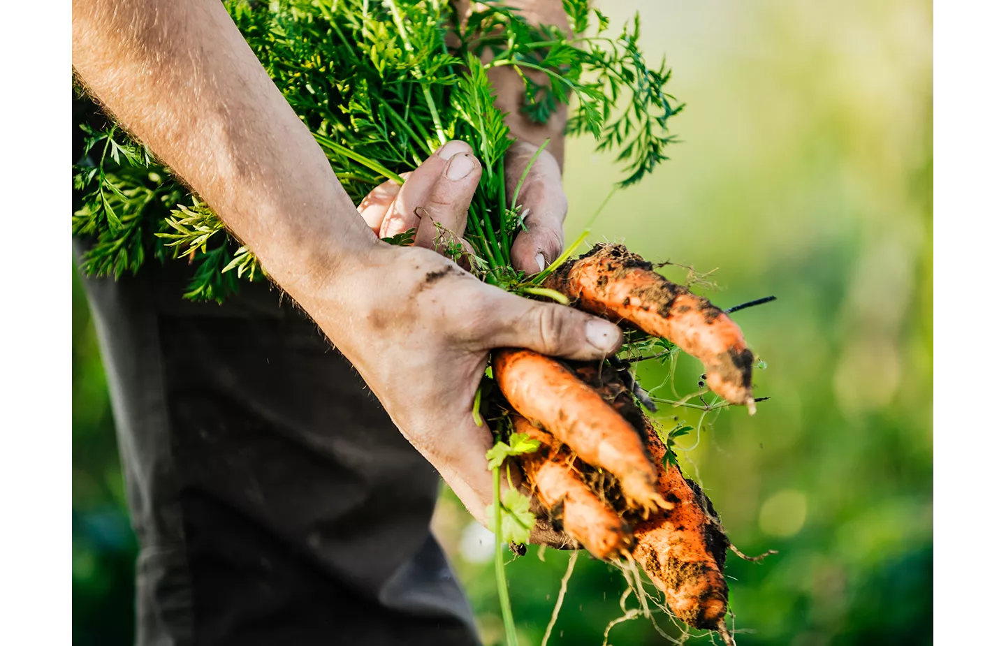 Möhren die frisch aus der Erde gezogen wurden