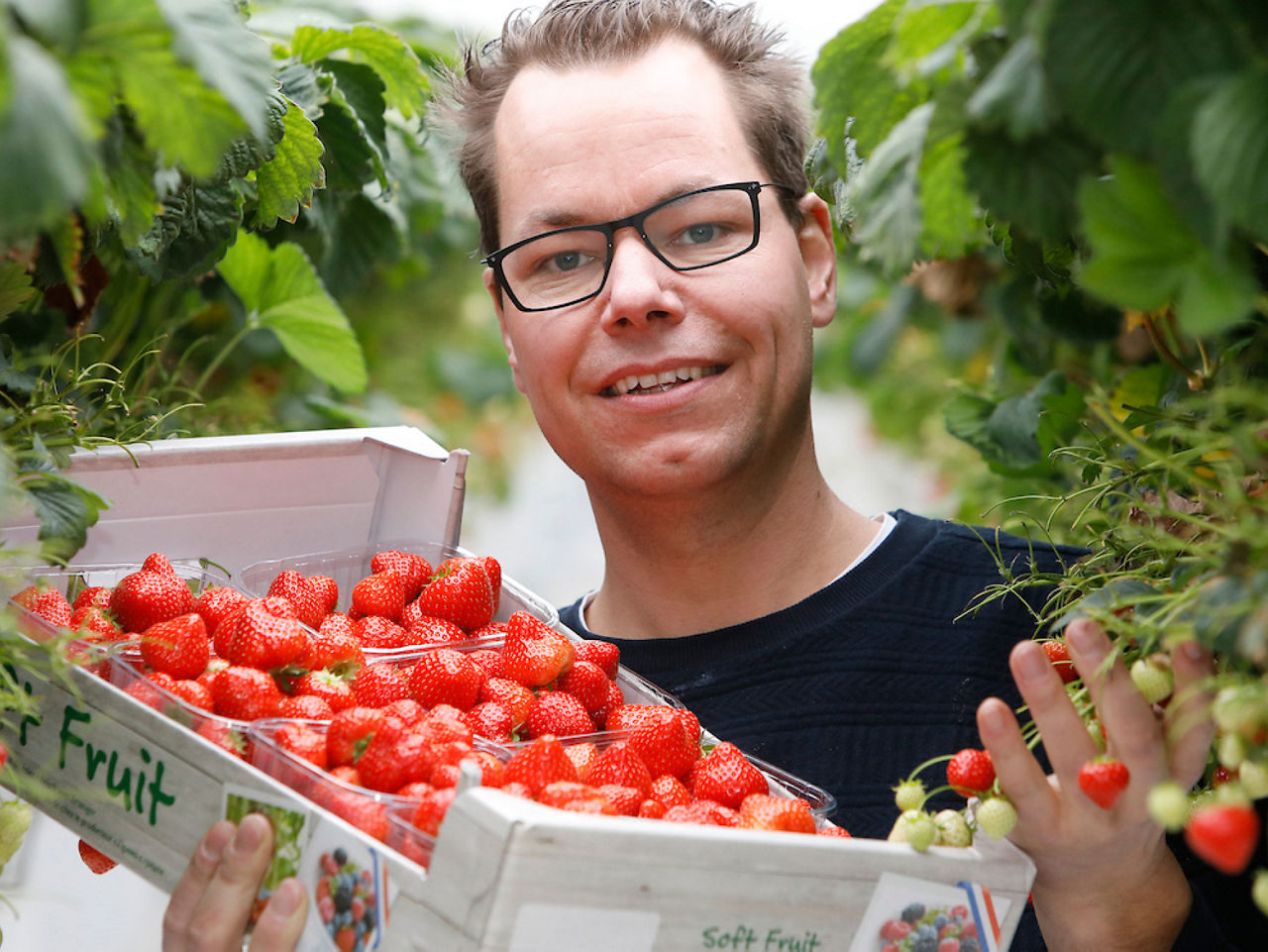 Aardbeienkweker Jan van Genderen van Royal Berry uit het Gelderse Bemmel met aardbeien van Nederlandse bodem voor ALDI
