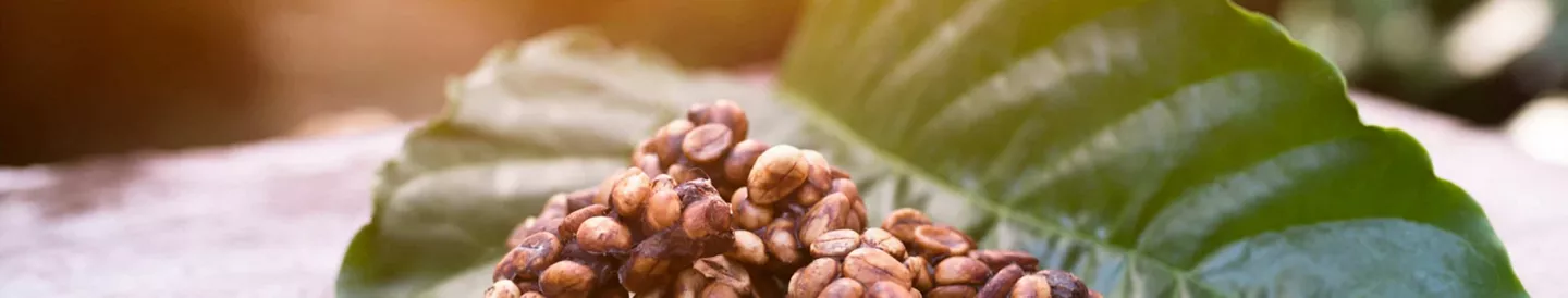 Granos café Kopi Luwak sobre unas hojas