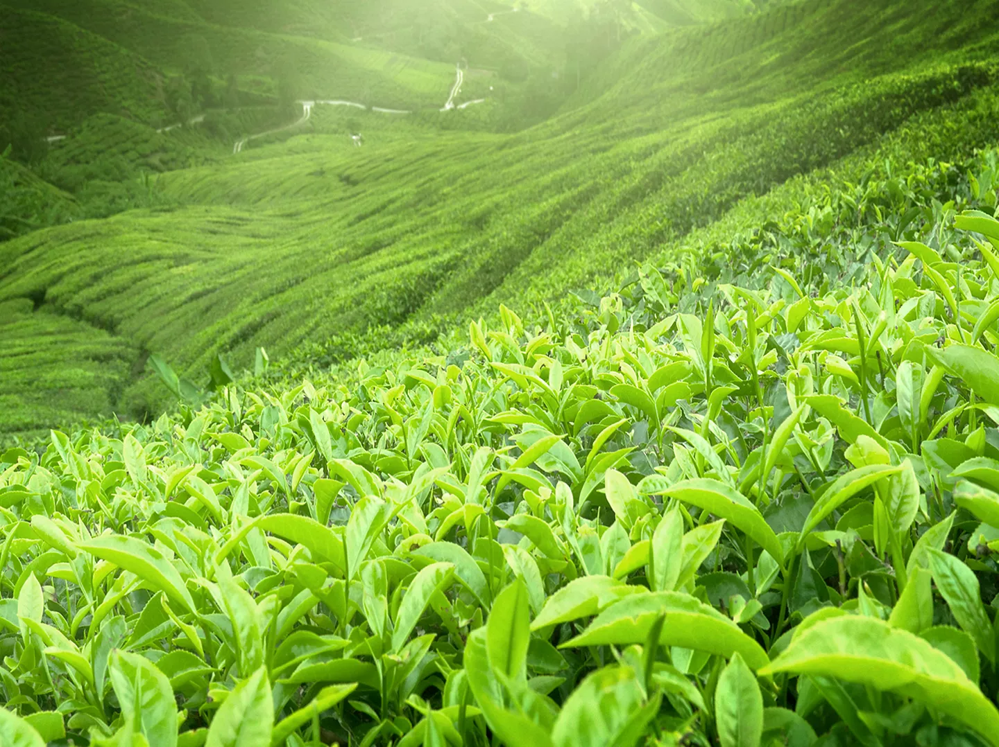 Duurzamere thee bij ALDI supermarkten