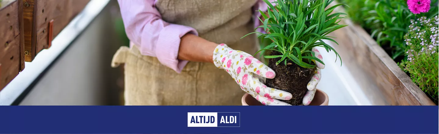 Hoe laat je het beste bloemen bloeien op jouw balkon?