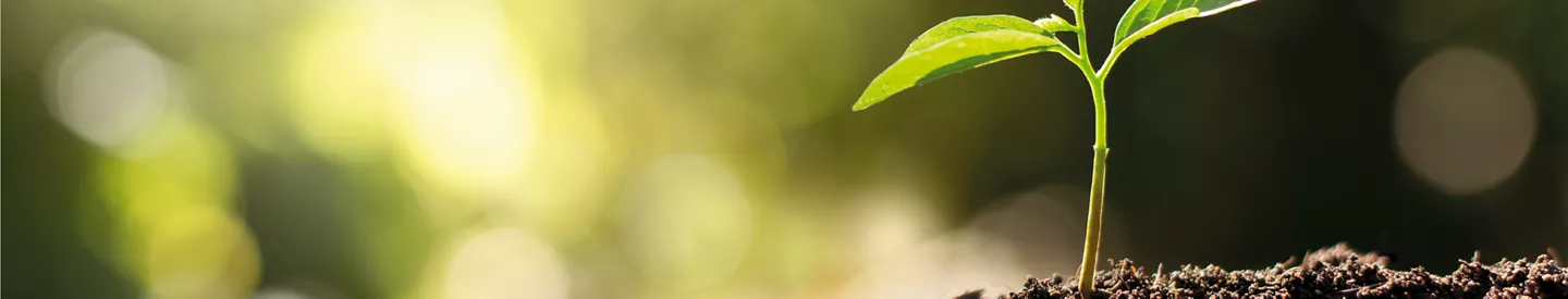 Duurzamere bloemen en planten bij ALDI supermarkten